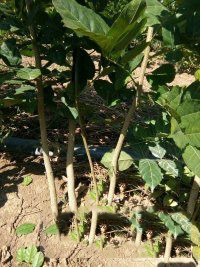 售紫藤 紫藤苗 紫藤花 紫藤树 紫藤小苗