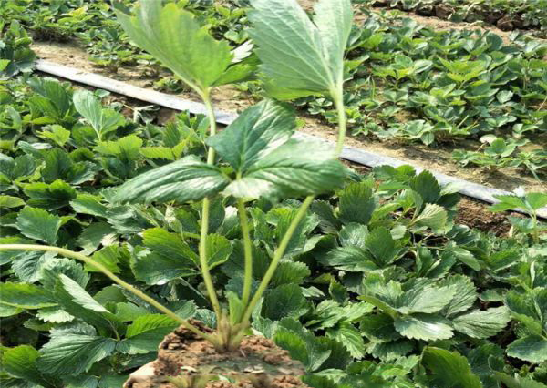 山东草莓苗基地、红颜草莓苗价格、草莓