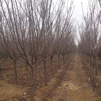  批发行道树绿化樱花 经营多年园艺场培育樱花 嫁接樱花